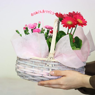 Amazon 母の日 お花・フラワーギフト 第2位 カーネーション鉢植えセットの商品画像