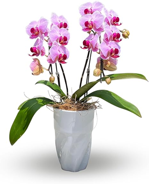 Amazon 母の日お花 第4位 胡蝶蘭(ミニサイズ)の商品画像