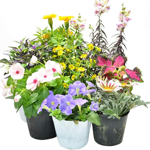 Amazon 母の日お花 第9位 季節の寄せ植えセットの商品画像